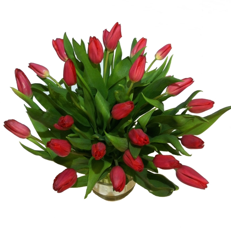 50 czerwonych tulipanów